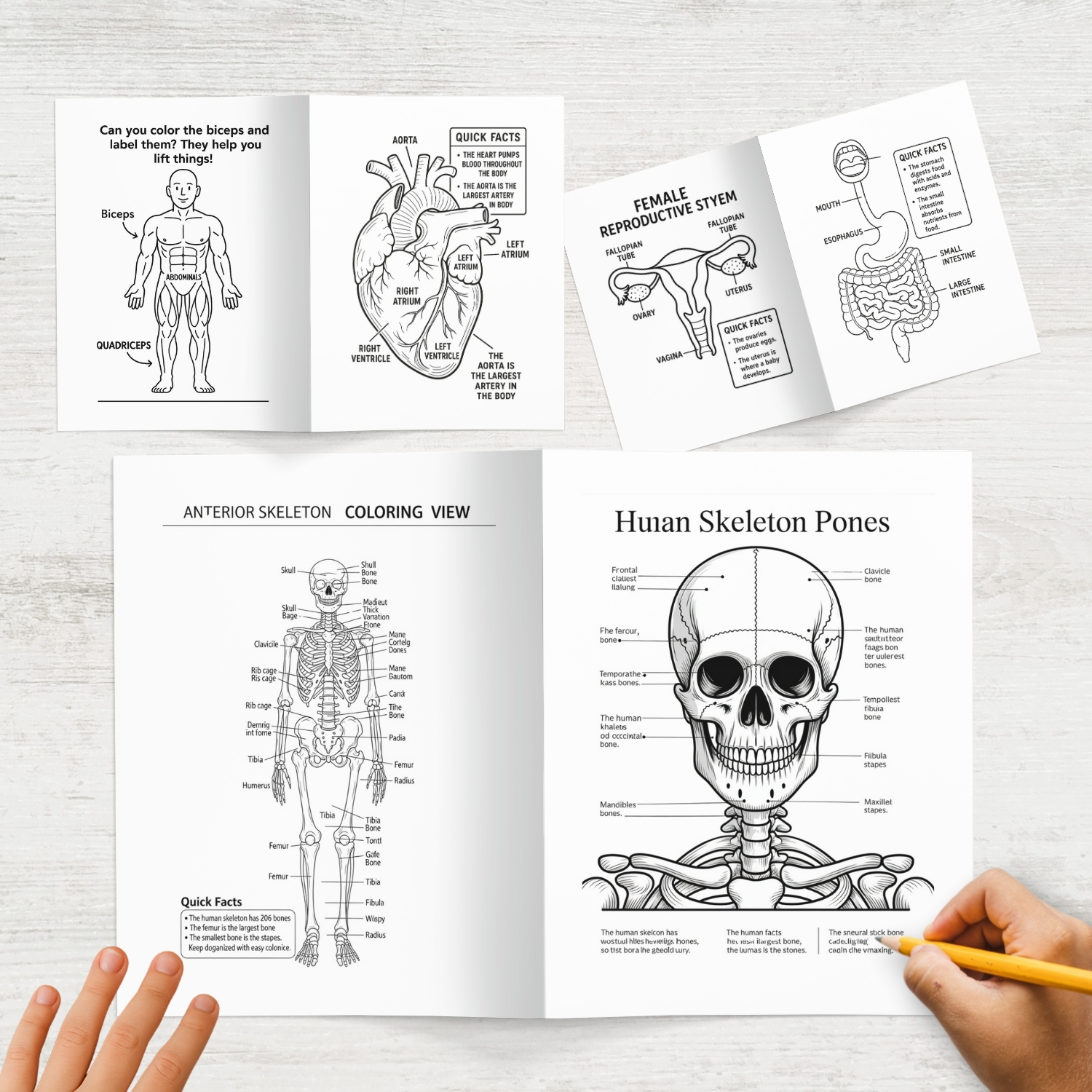 human body:human anatomy coloring book for all ages human body:human anatomy coloring book for all ages