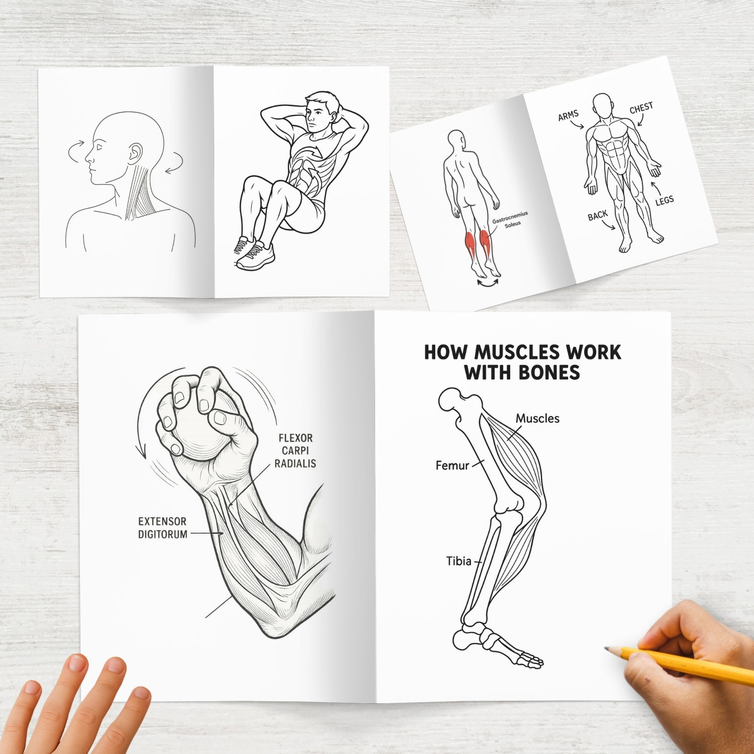 anatomy: muscles in motion coloring book anatomy: muscles in motion coloring book