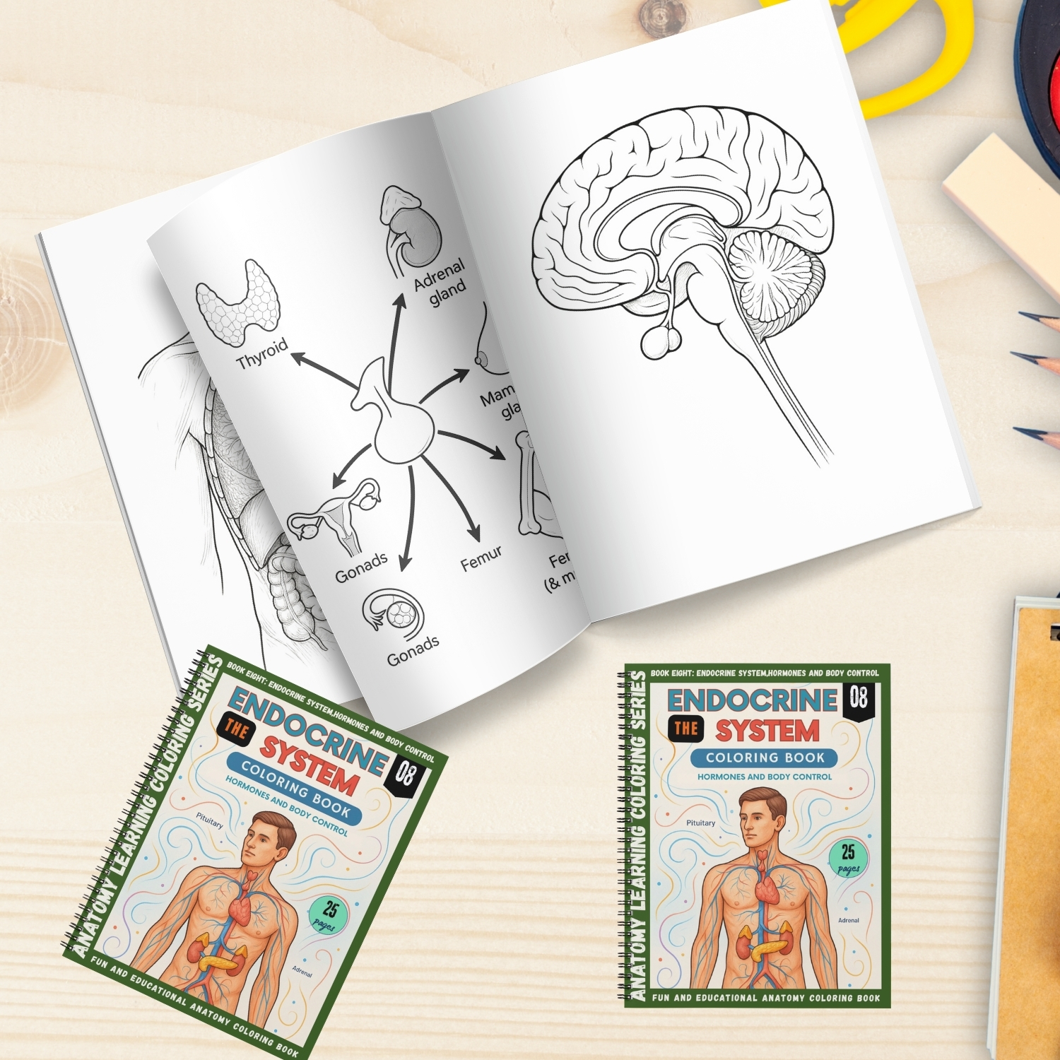 anatomy: endocrine system coloring book for adults anatomy: endocrine system coloring book for adults