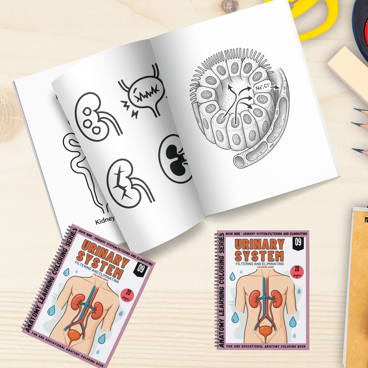 urinary system coloring book for adults urinary system coloring book for adults