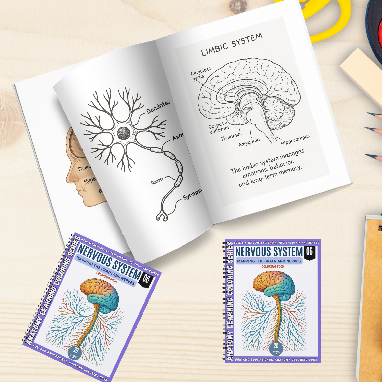 anatomy: nervous system coloring book: explore the brain anatomy: nervous system coloring book: explore the brain