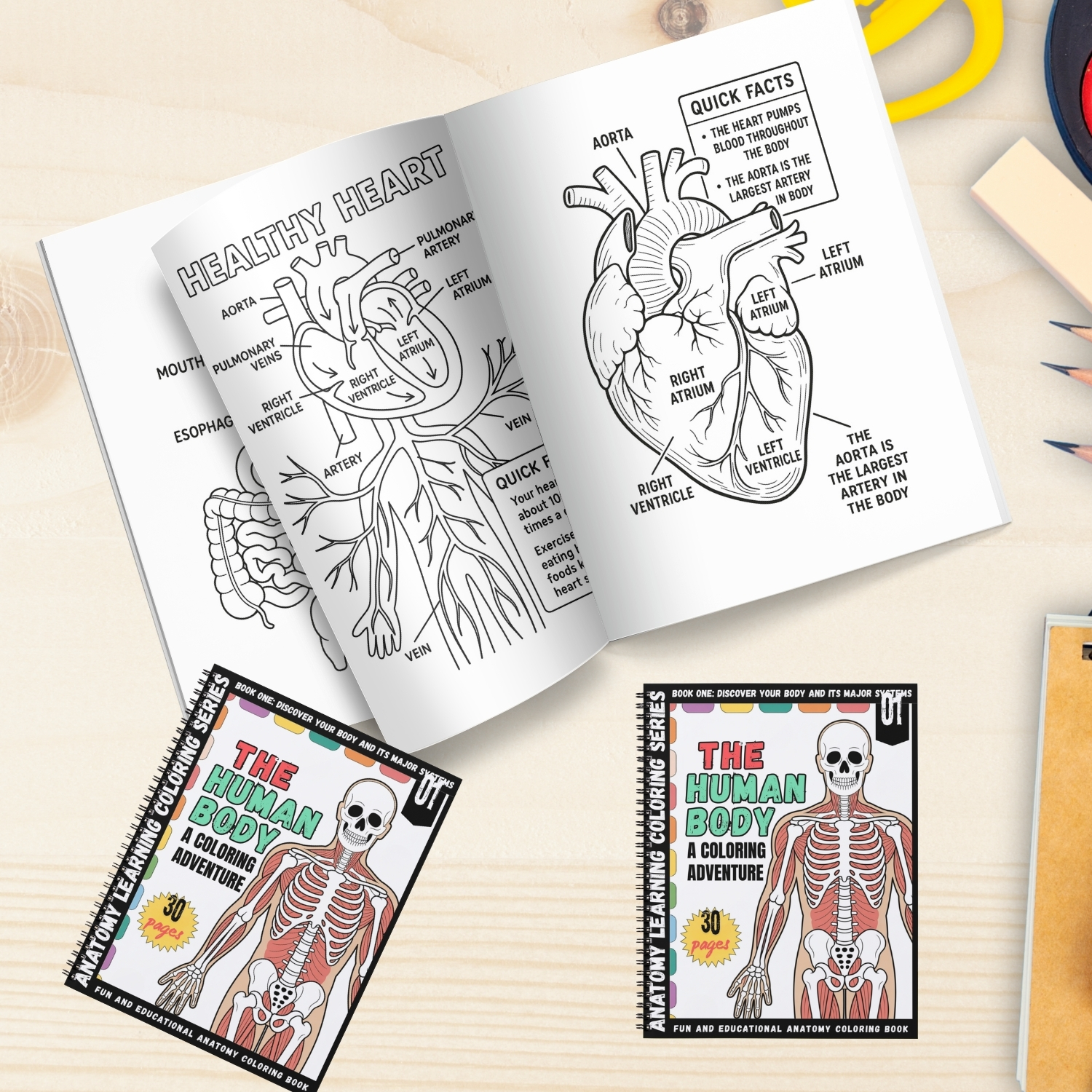 human body:human anatomy coloring book for all ages human body:human anatomy coloring book for all ages