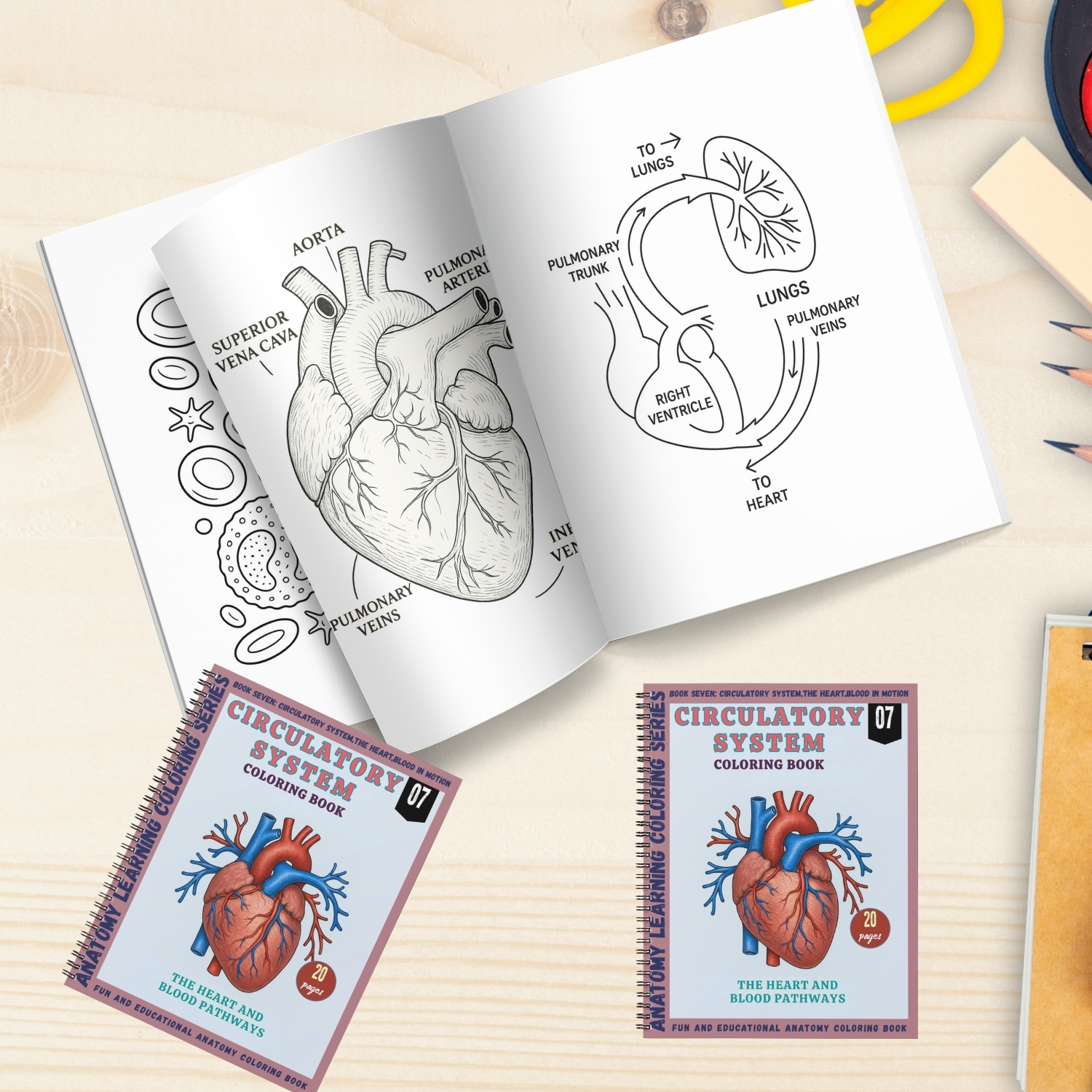 anatomy: circulatory system coloring book: explore, learn.. anatomy: circulatory system coloring book: explore, learn..