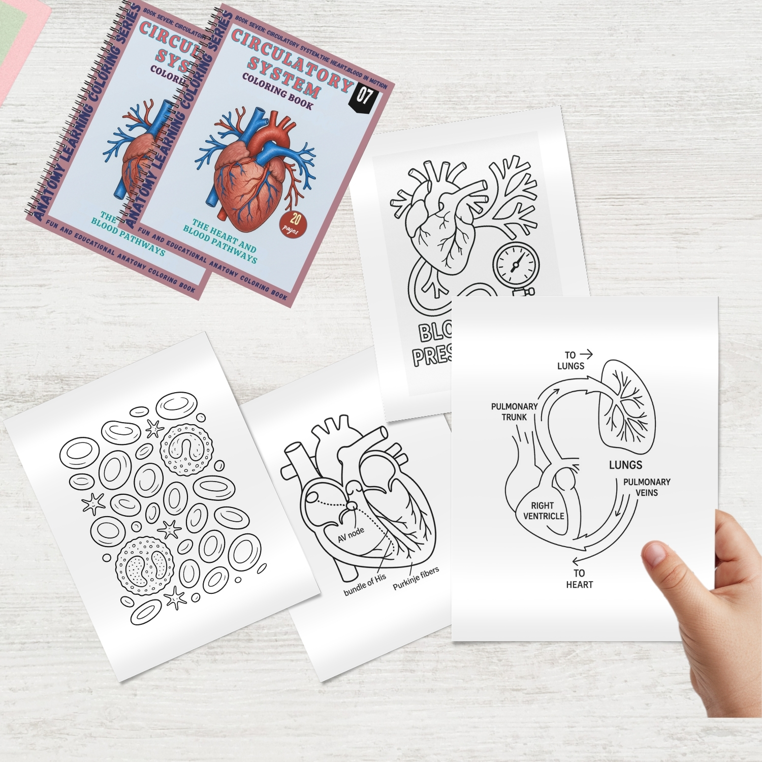 anatomy: circulatory system coloring book: explore, learn.. anatomy: circulatory system coloring book: explore, learn..