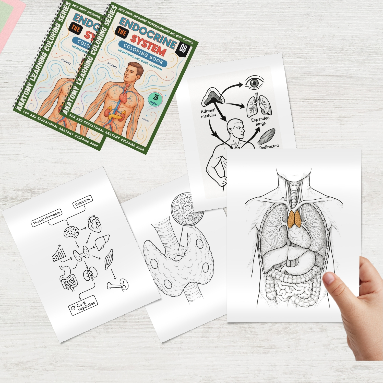 anatomy: endocrine system coloring book for adults anatomy: endocrine system coloring book for adults