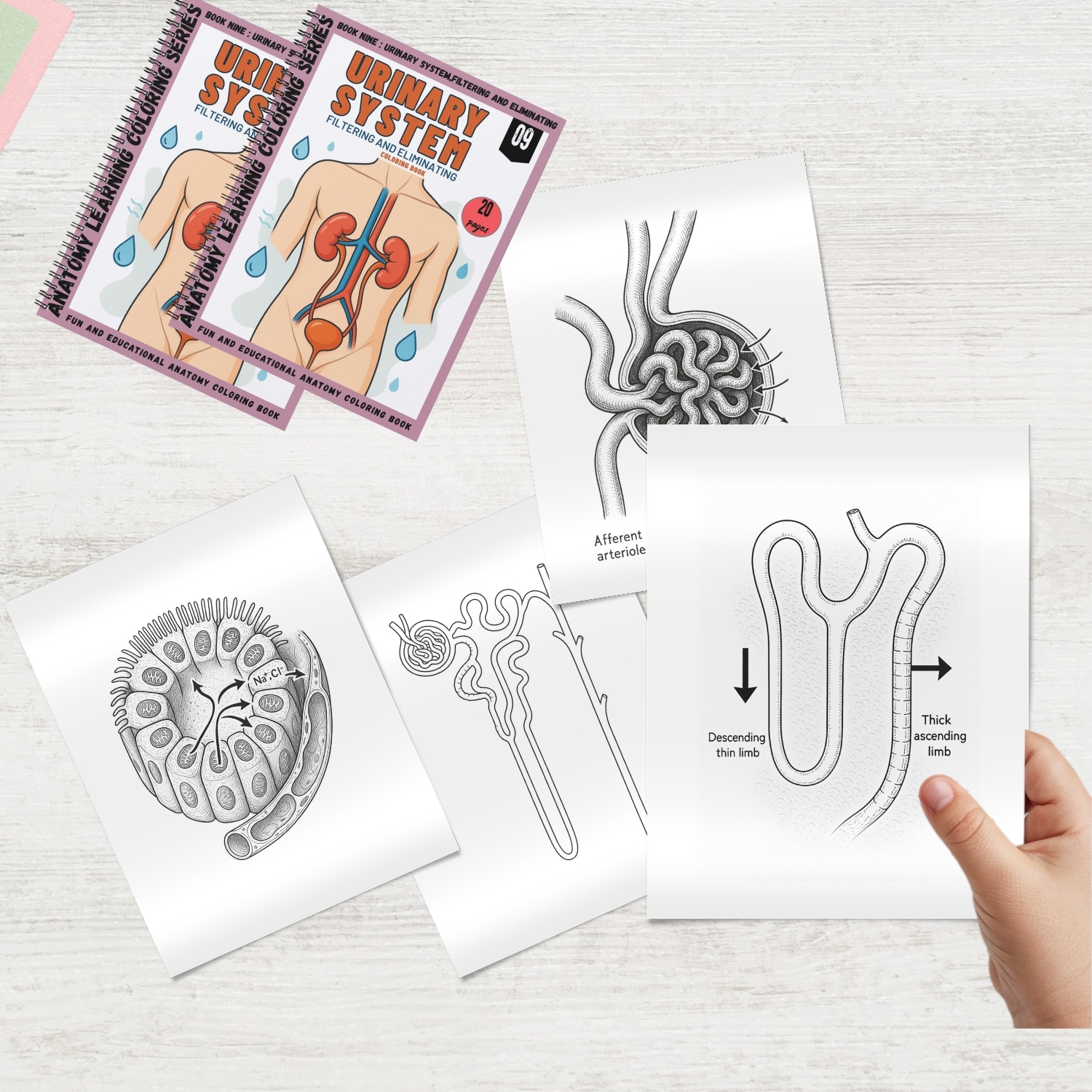 urinary system coloring book for adults urinary system coloring book for adults