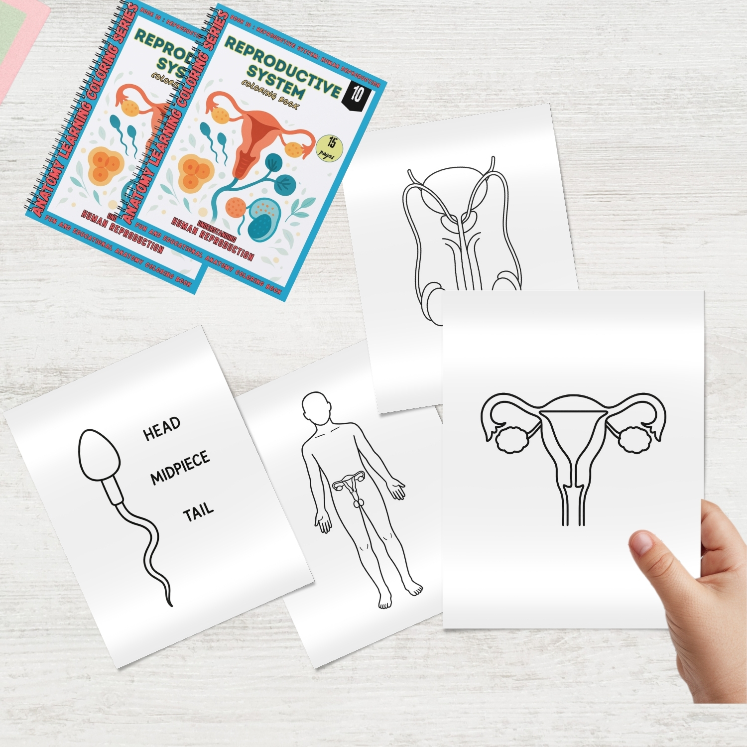 reproductive system coloring book for adults reproductive system coloring book for adults