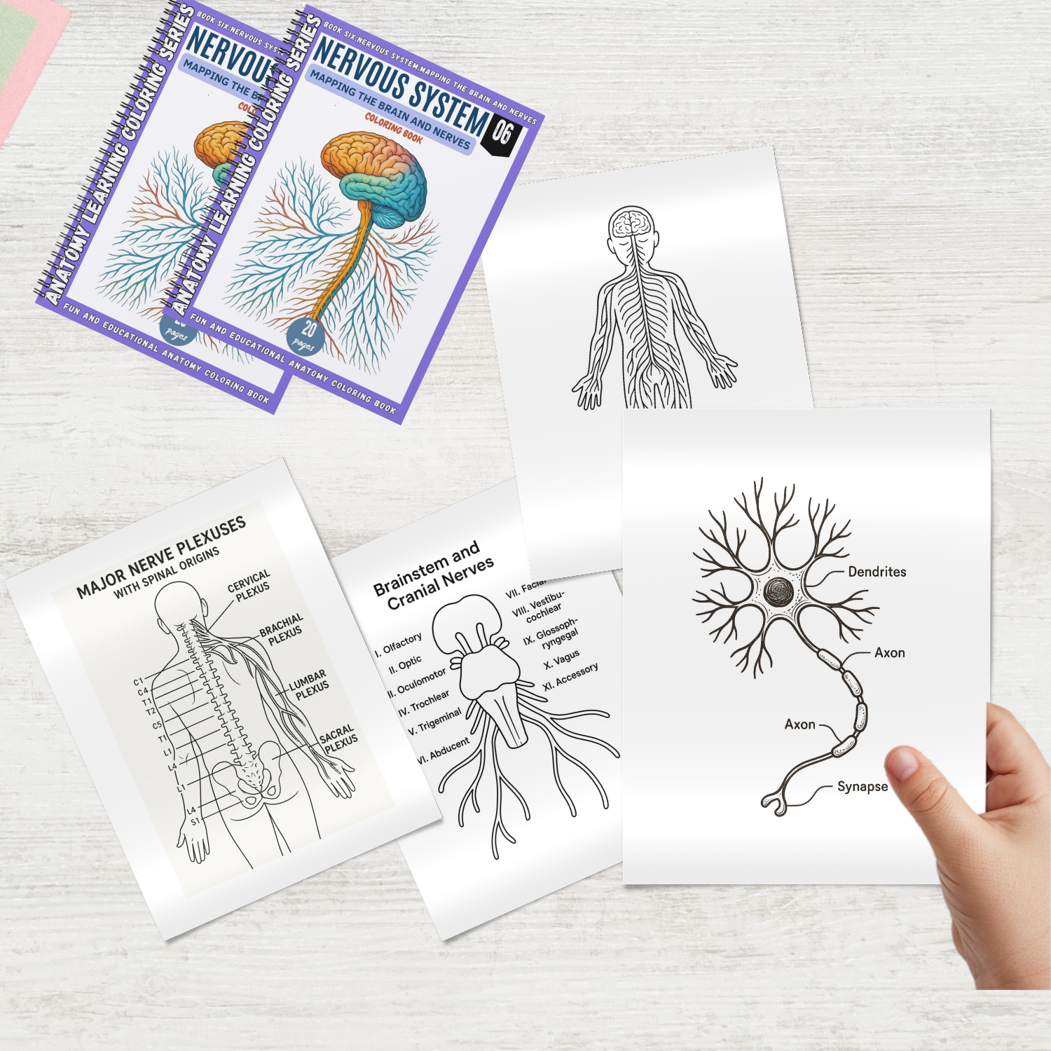 anatomy: nervous system coloring book: explore the brain anatomy: nervous system coloring book: explore the brain