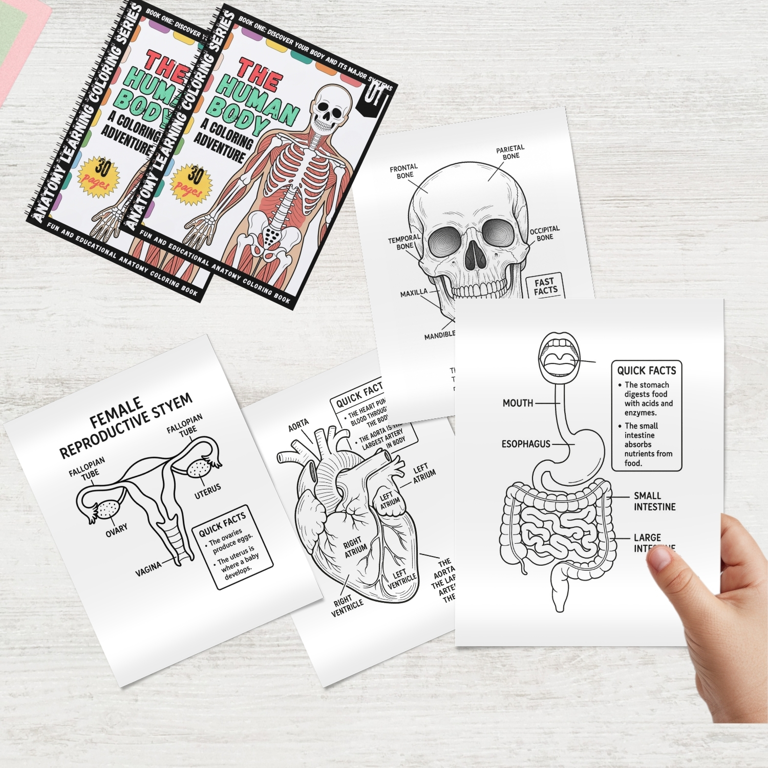 human body:human anatomy coloring book for all ages human body:human anatomy coloring book for all ages
