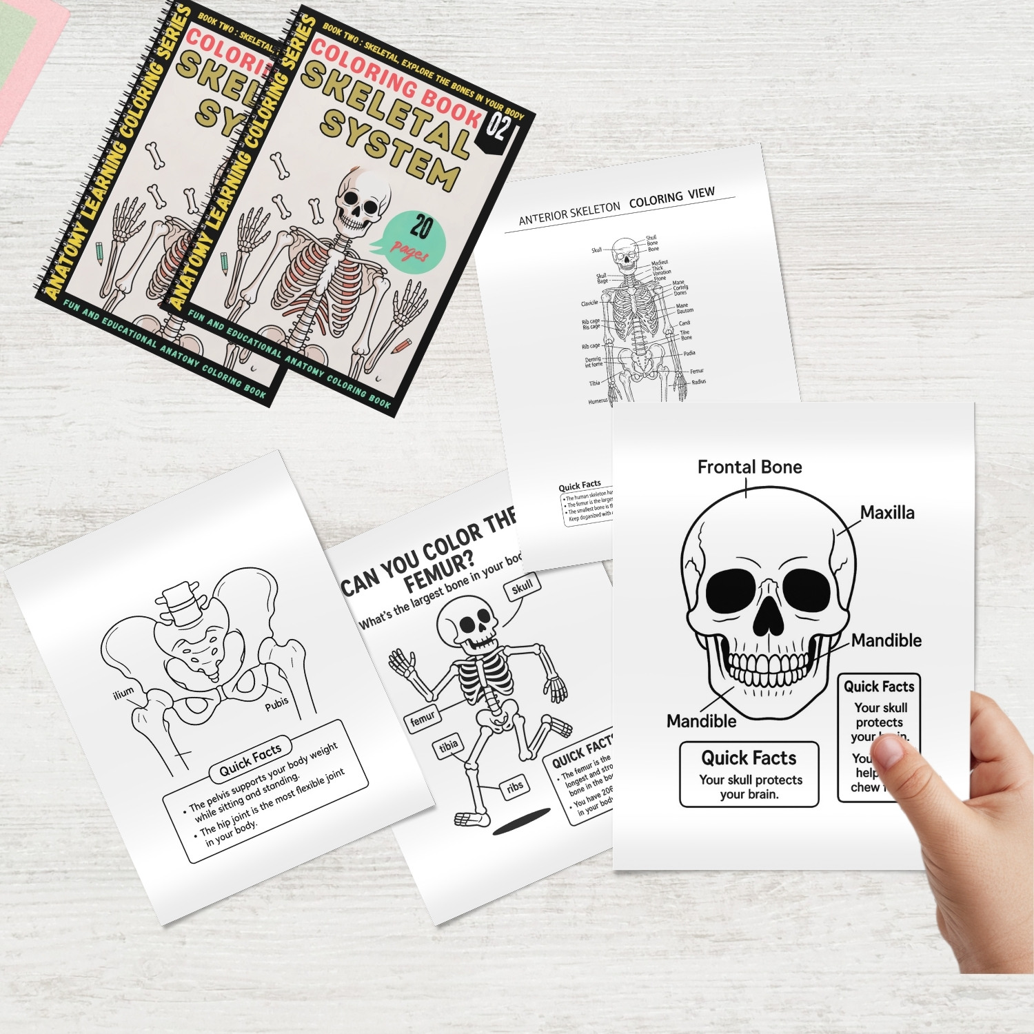 skeletal system anatomy coloring book skeletal system anatomy coloring book