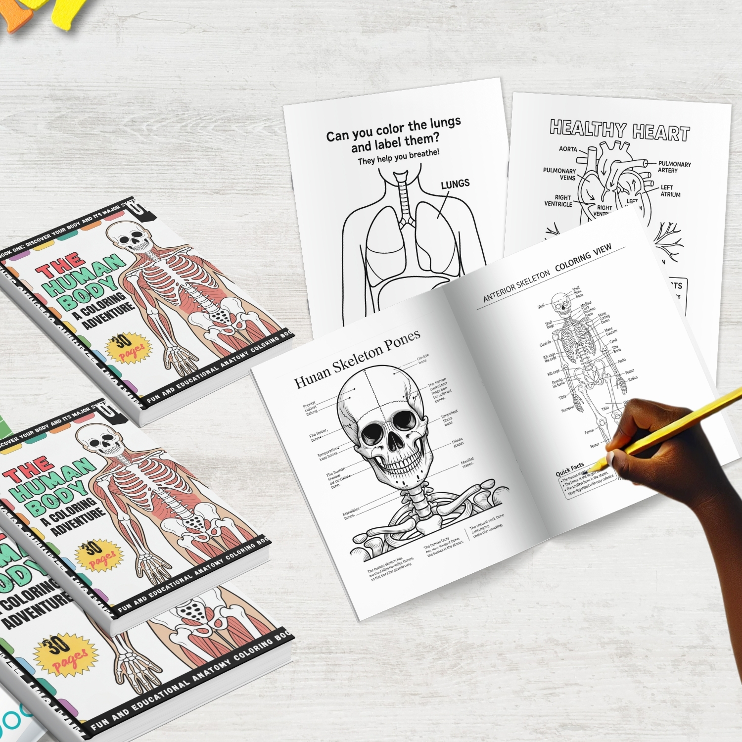 human body:human anatomy coloring book for all ages human body:human anatomy coloring book for all ages