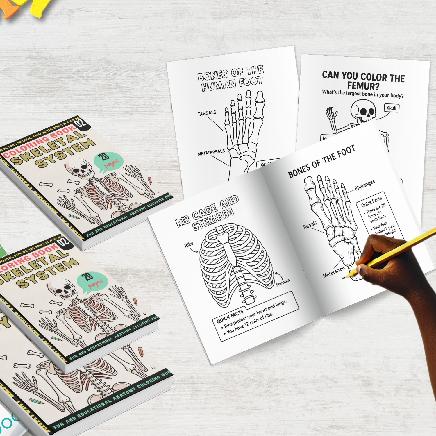 skeletal system anatomy coloring book skeletal system anatomy coloring book