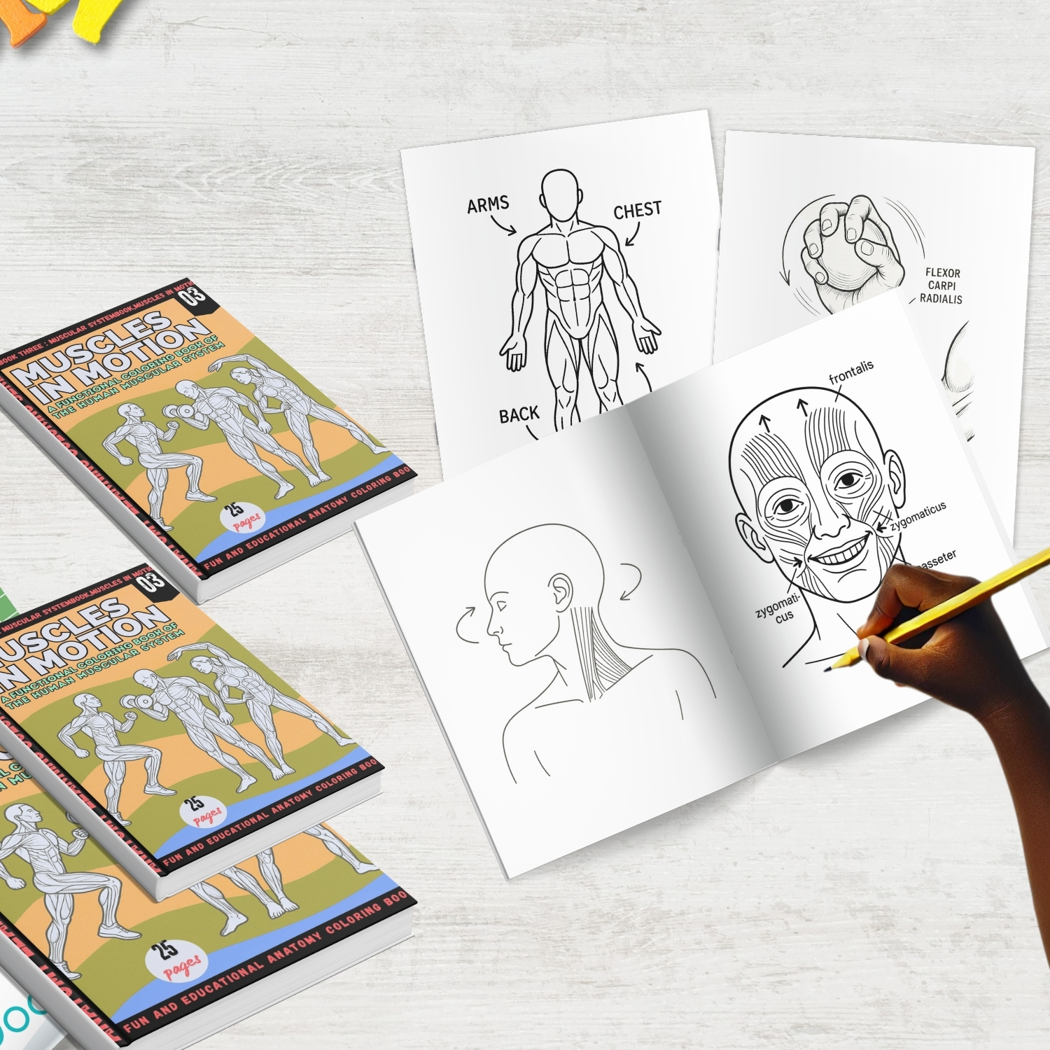 anatomy: muscles in motion coloring book anatomy: muscles in motion coloring book