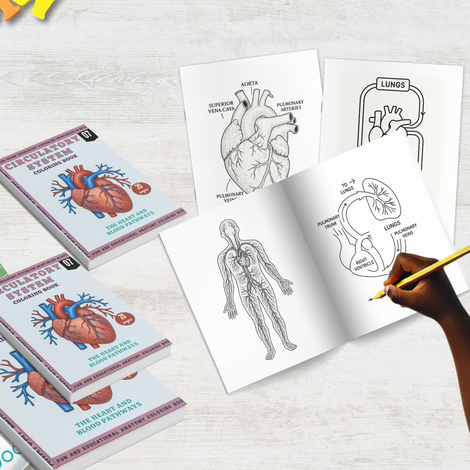 anatomy: circulatory system coloring book: explore, learn.. anatomy: circulatory system coloring book: explore, learn..