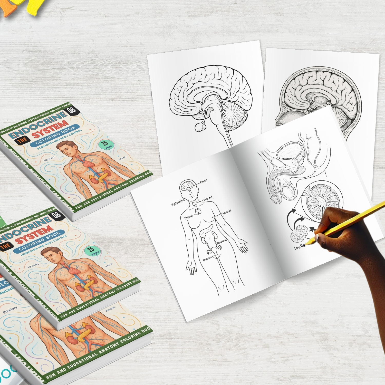 anatomy: endocrine system coloring book for adults anatomy: endocrine system coloring book for adults