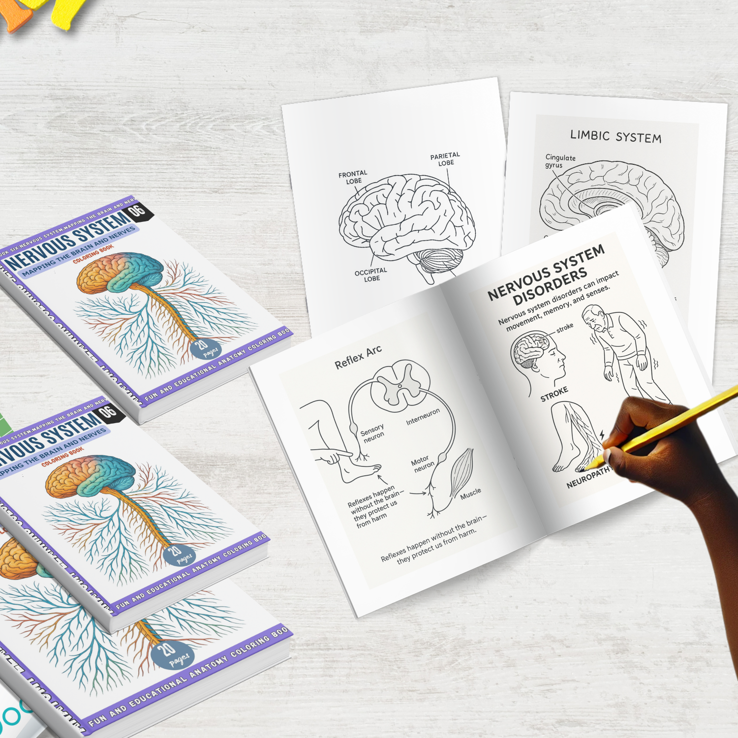 anatomy: nervous system coloring book: explore the brain anatomy: nervous system coloring book: explore the brain