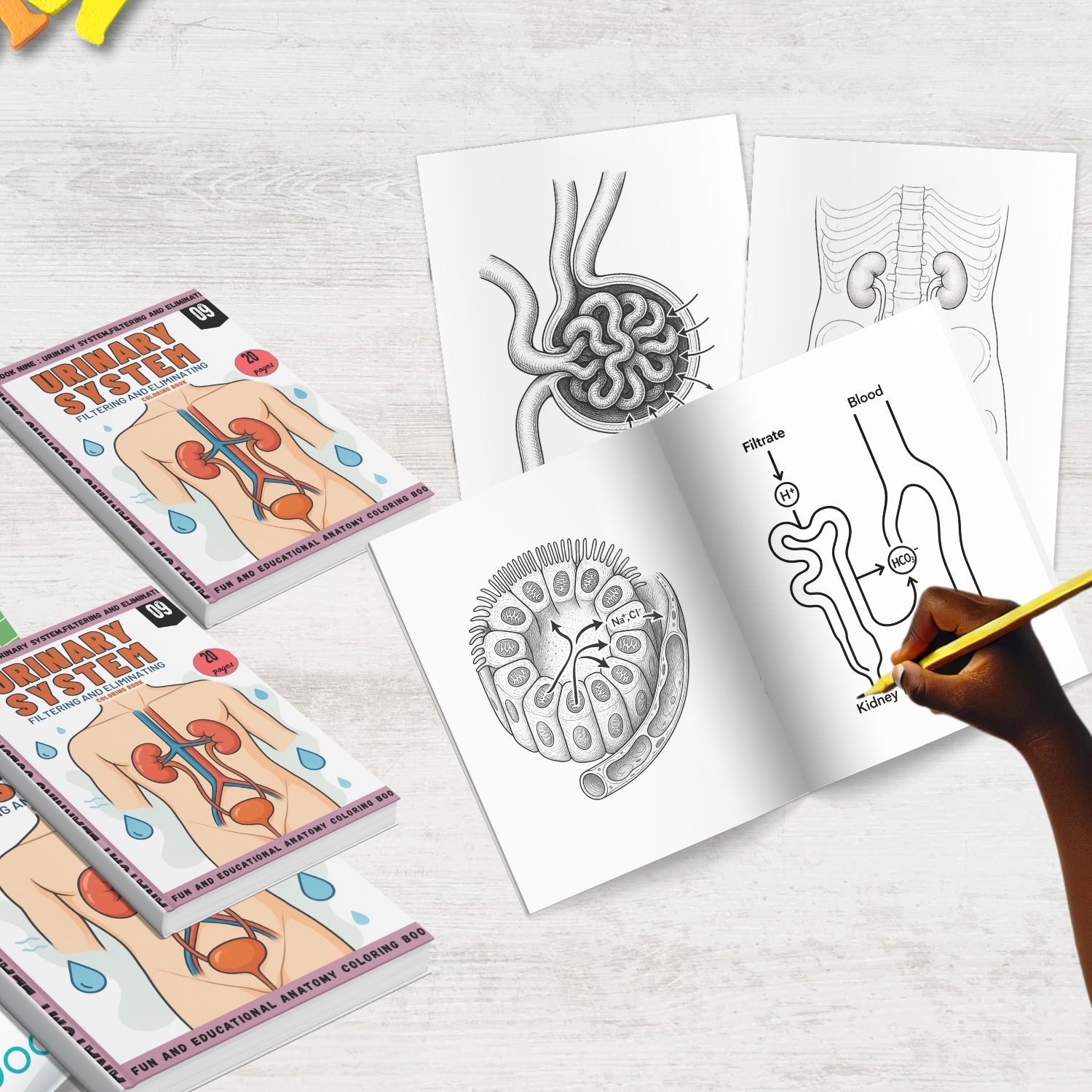 urinary system coloring book for adults urinary system coloring book for adults