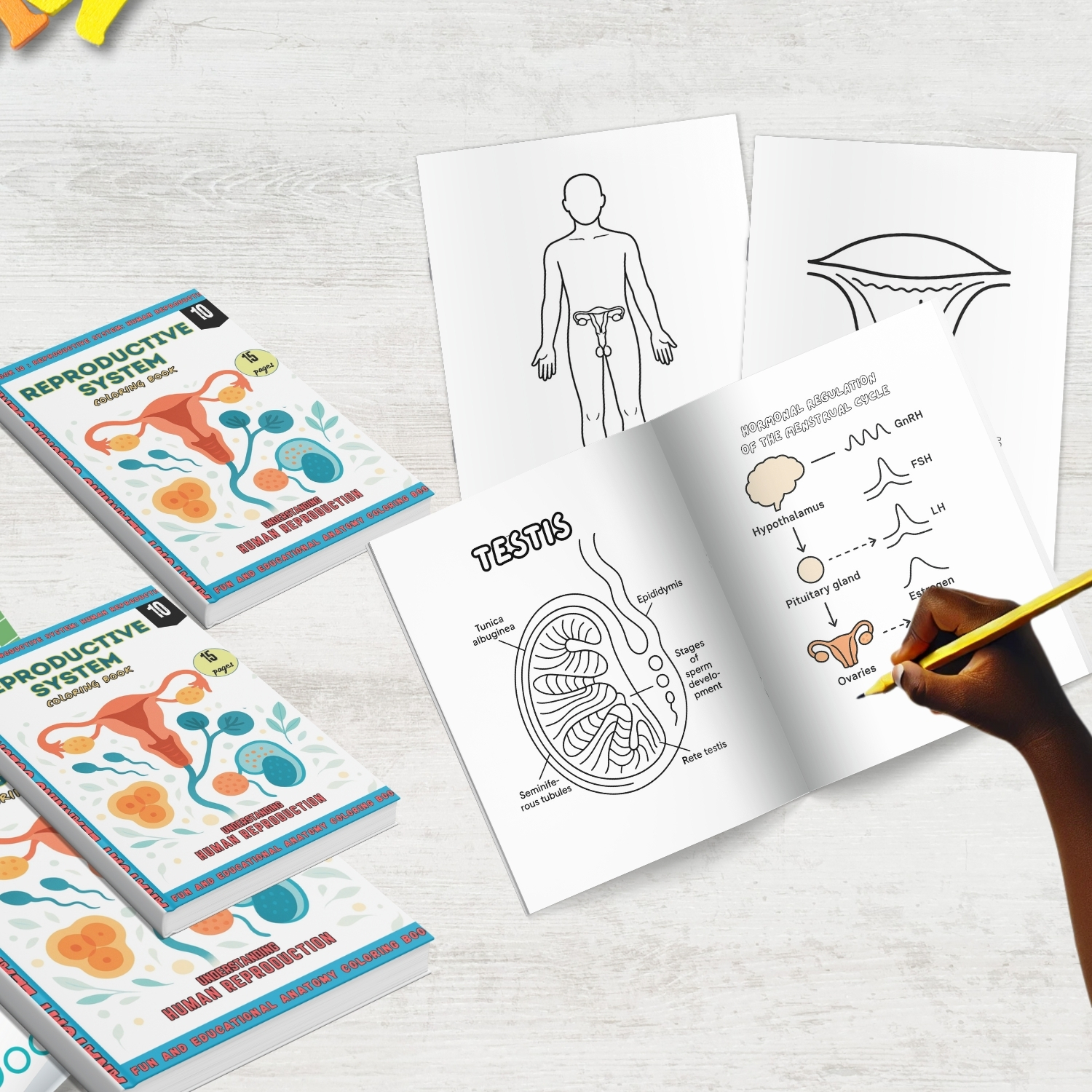 reproductive system coloring book for adults reproductive system coloring book for adults