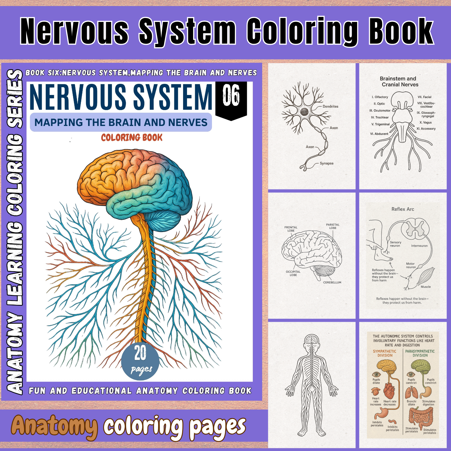 anatomy: nervous system coloring book: explore the brain anatomy: nervous system coloring book: explore the brain