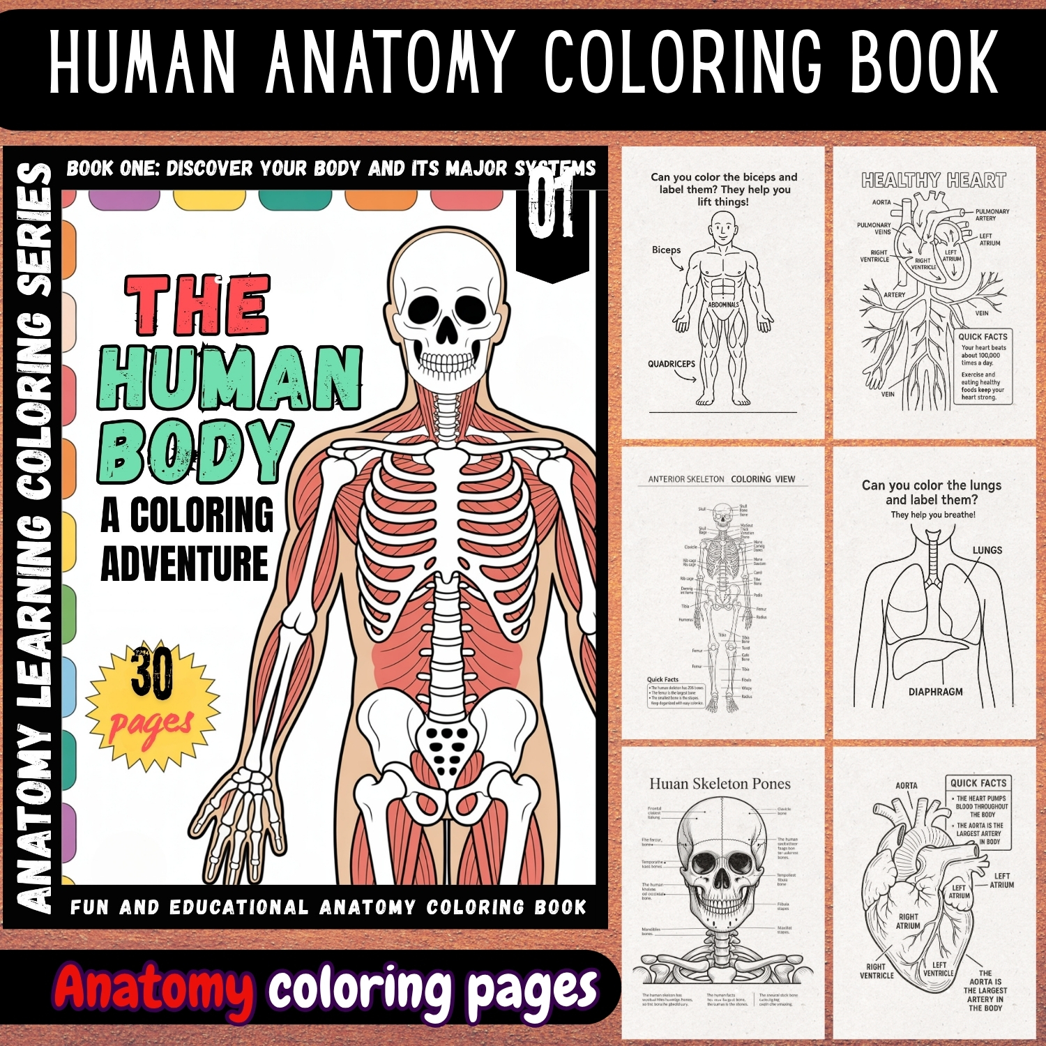 human body:human anatomy coloring book for all ages human body:human anatomy coloring book for all ages