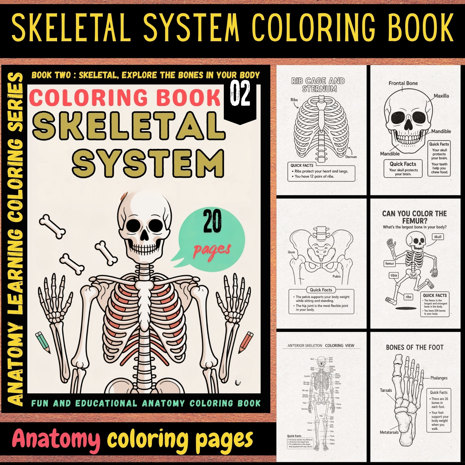 skeletal system anatomy coloring book skeletal system anatomy coloring book