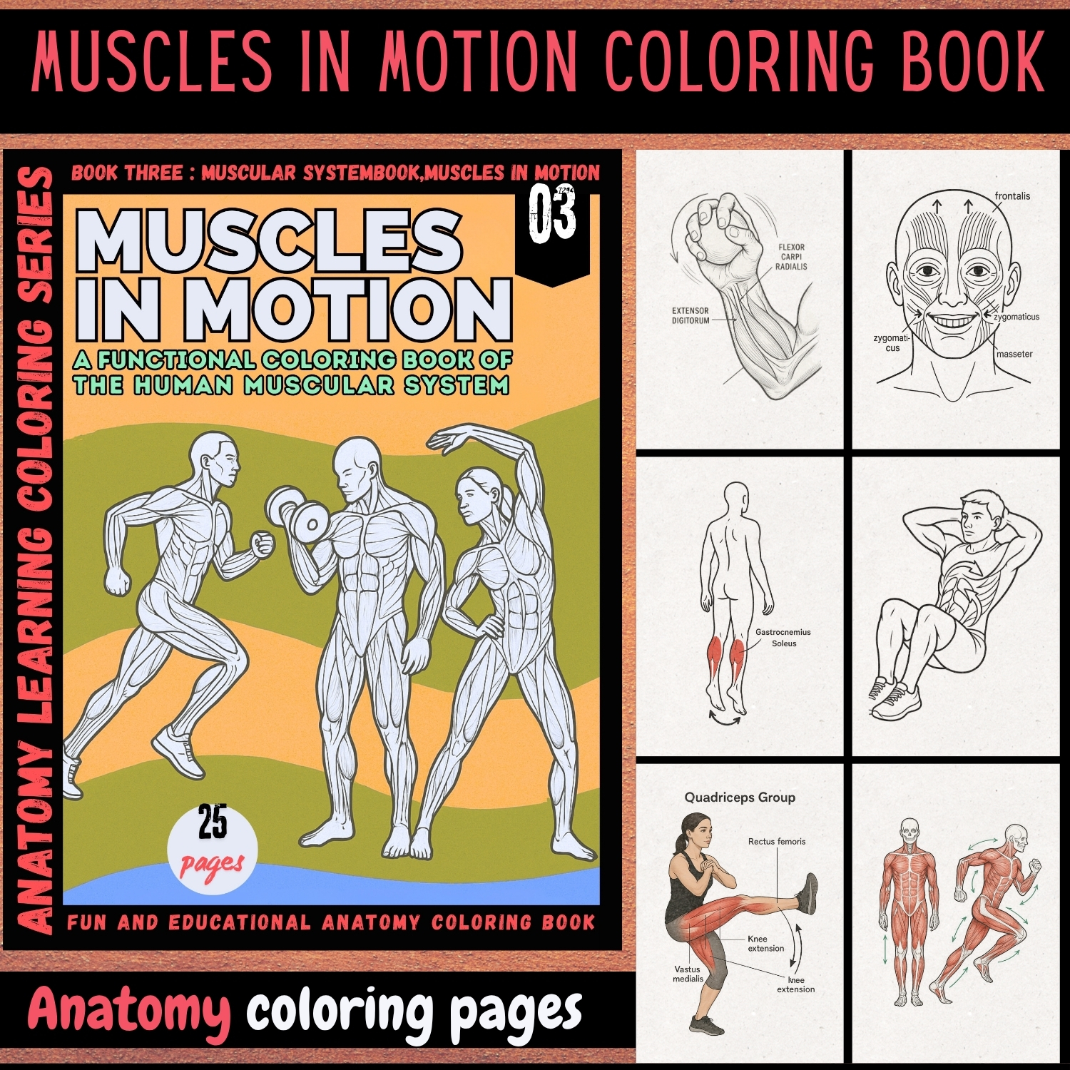 anatomy: muscles in motion coloring book anatomy: muscles in motion coloring book