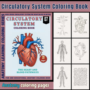 anatomy: circulatory system coloring book: explore, learn..