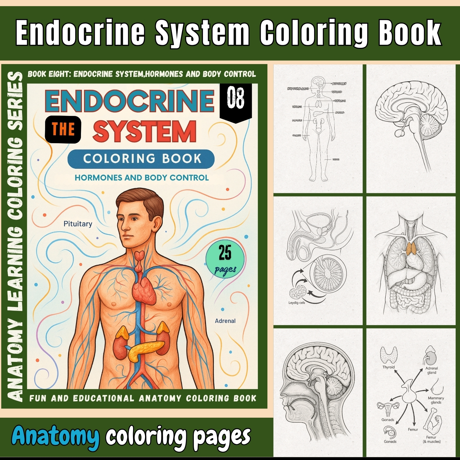 anatomy: endocrine system coloring book for adults anatomy: endocrine system coloring book for adults