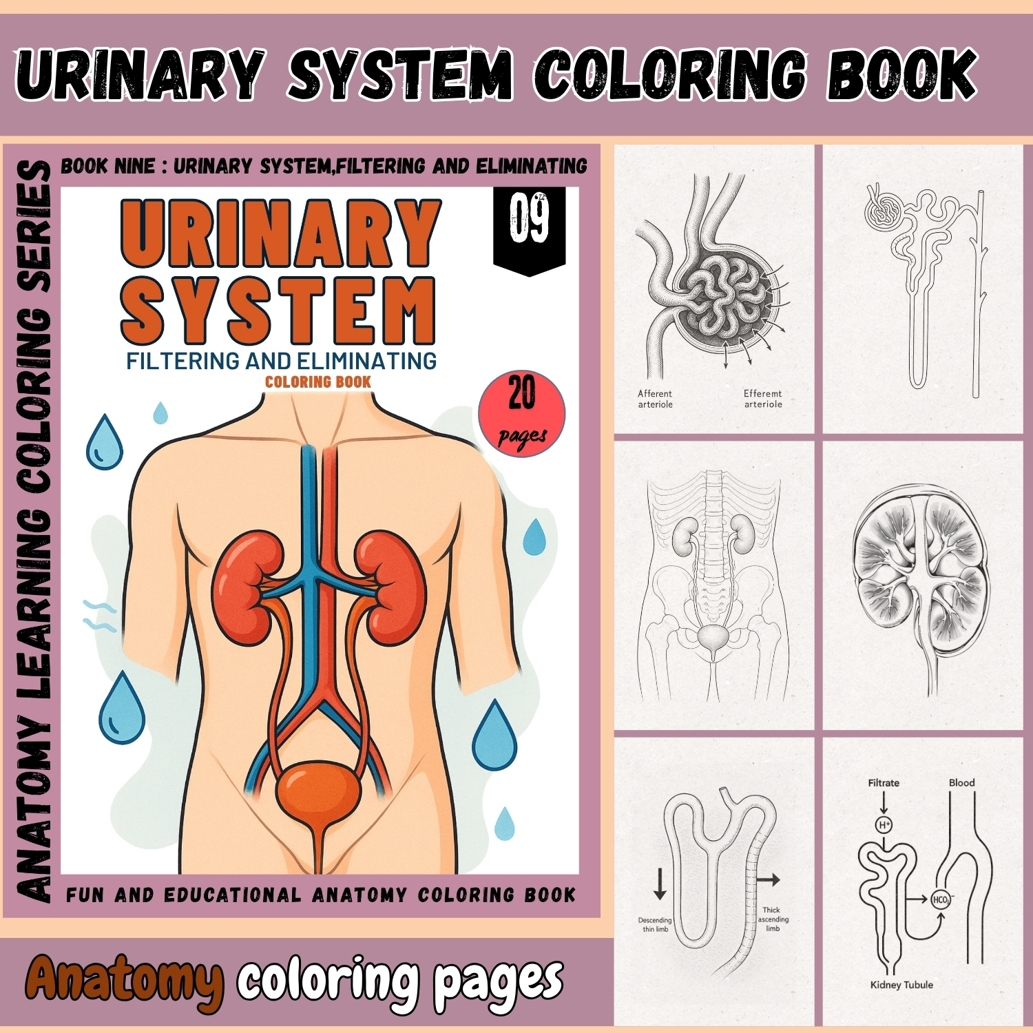 urinary system coloring book for adults urinary system coloring book for adults