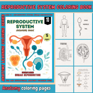 reproductive system coloring book for adults
