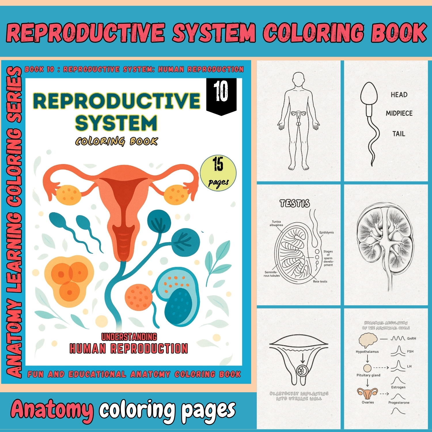 reproductive system coloring book for adults reproductive system coloring book for adults