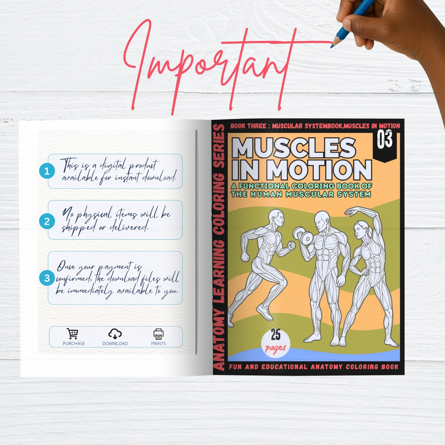 anatomy: muscles in motion coloring book anatomy: muscles in motion coloring book