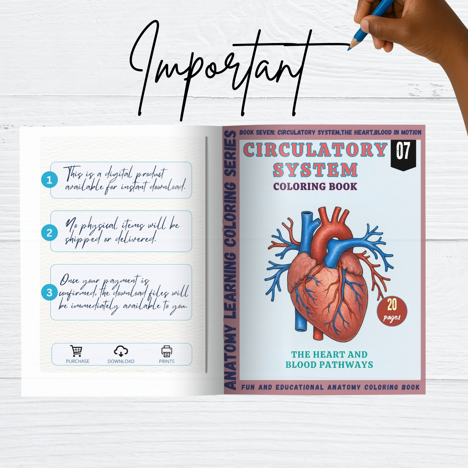 anatomy: circulatory system coloring book: explore, learn.. anatomy: circulatory system coloring book: explore, learn..