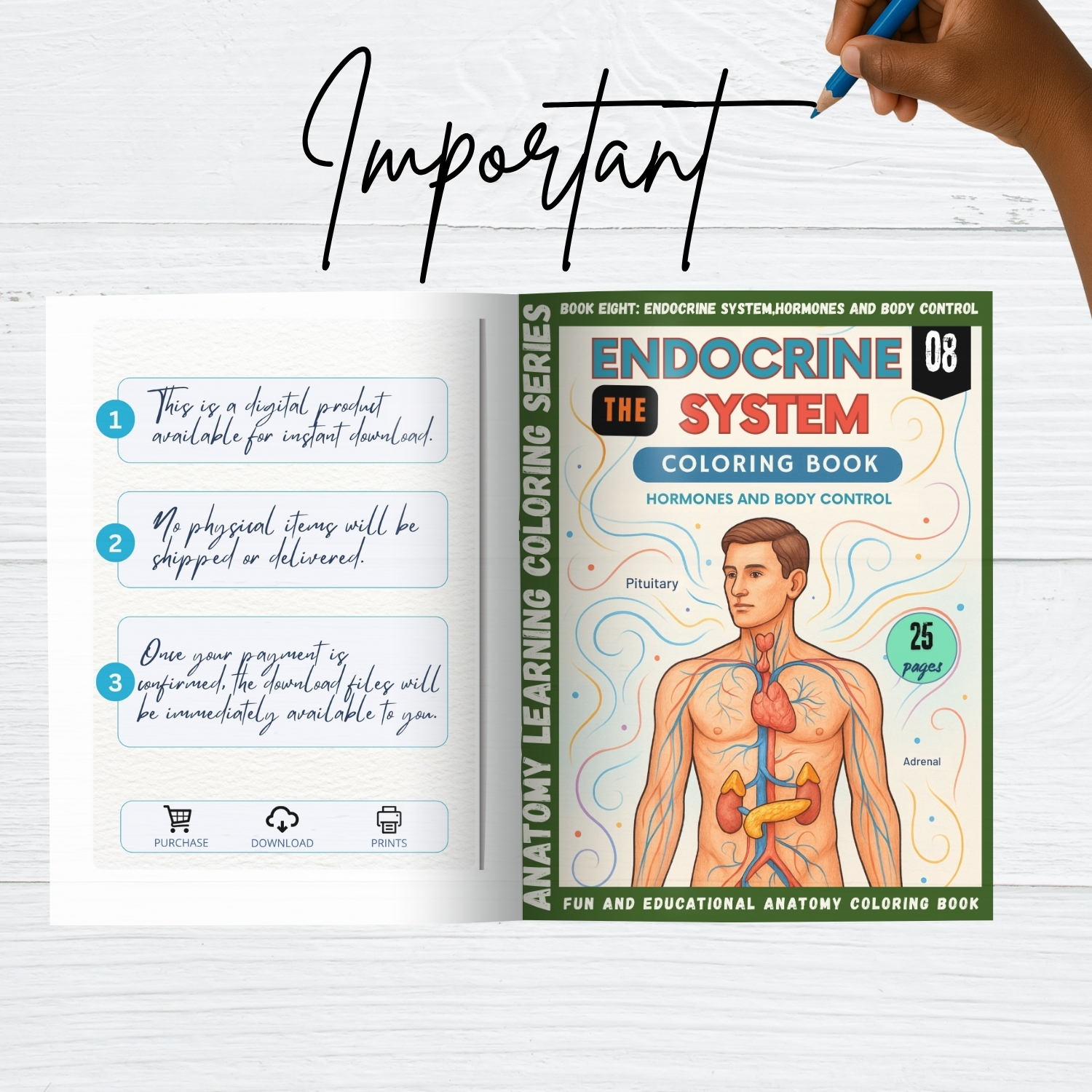 anatomy: endocrine system coloring book for adults anatomy: endocrine system coloring book for adults