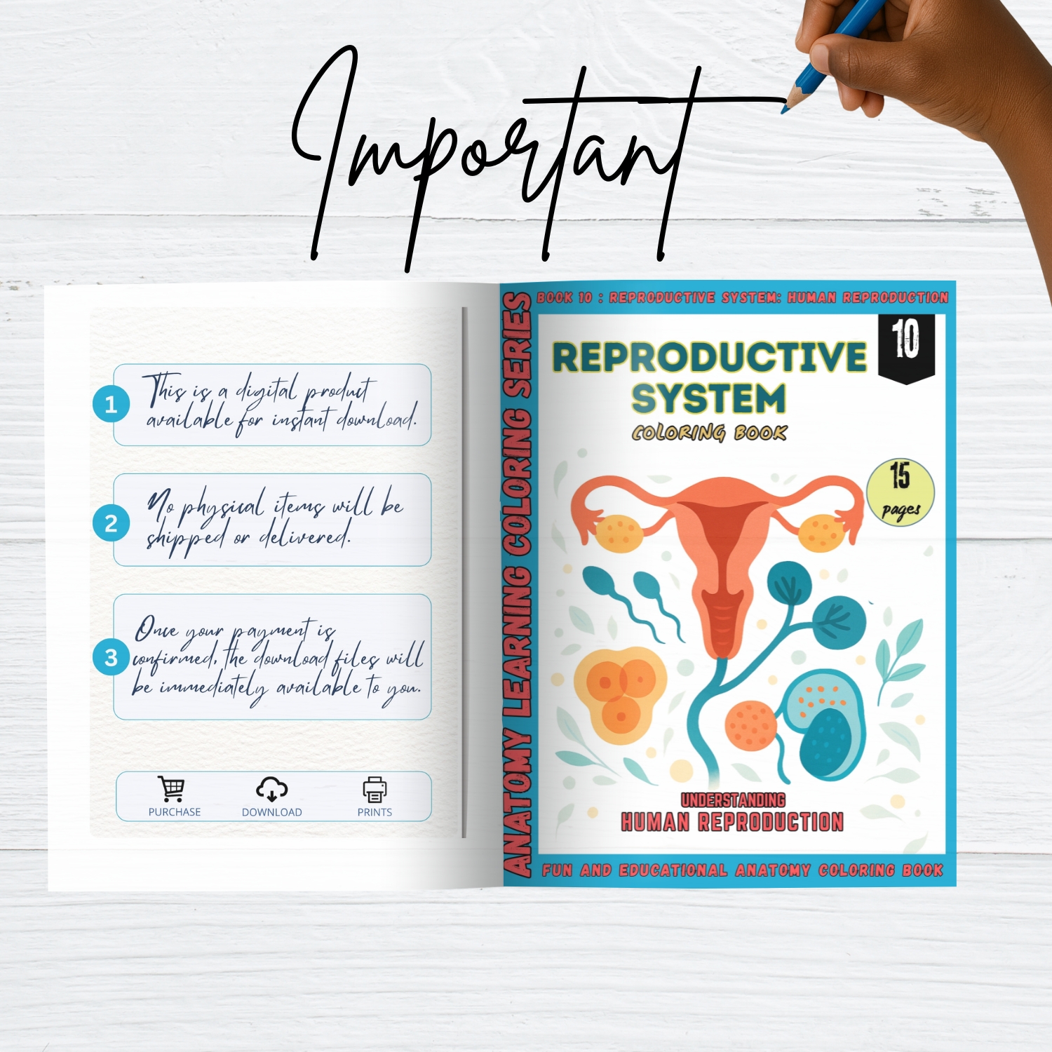 reproductive system coloring book for adults reproductive system coloring book for adults