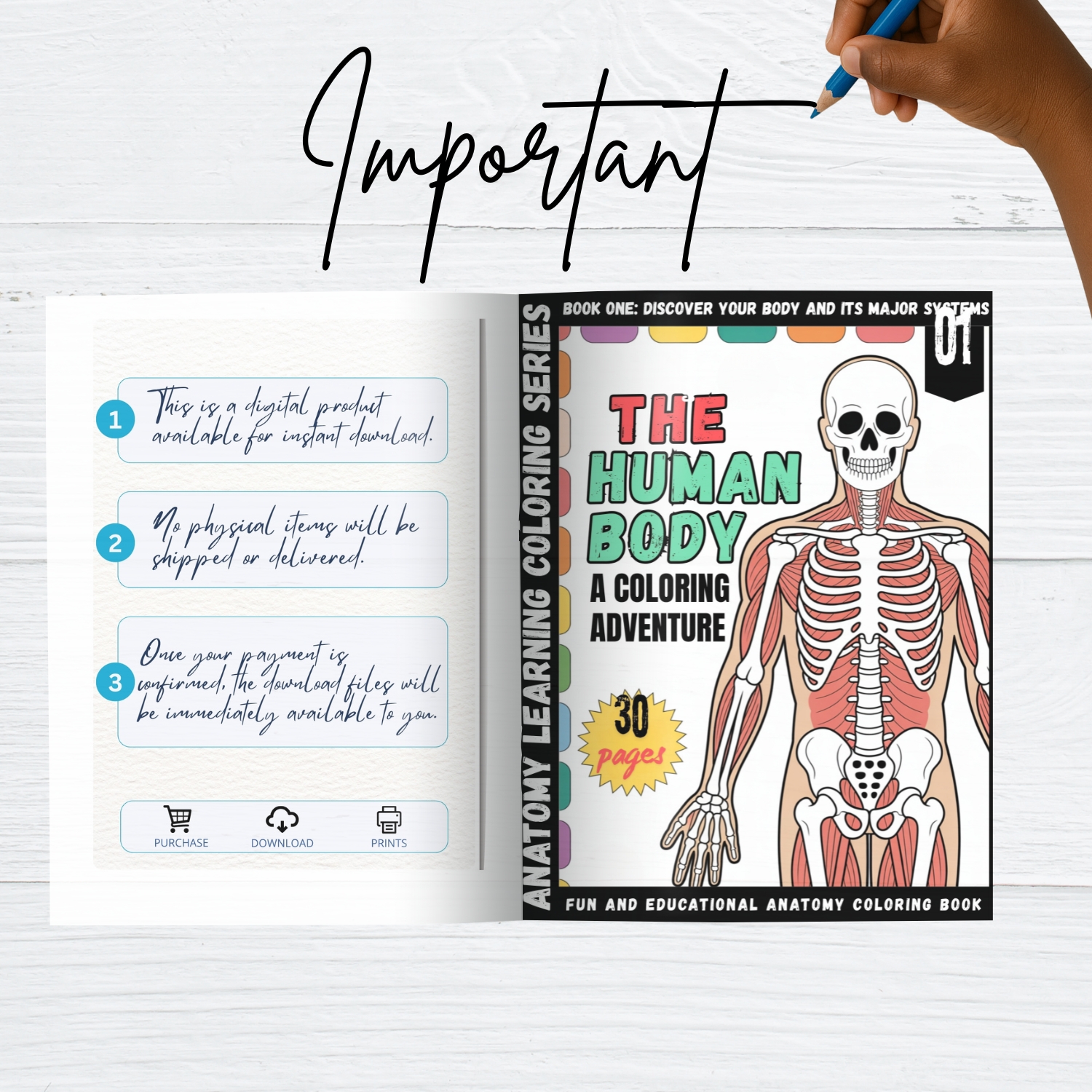 human body:human anatomy coloring book for all ages human body:human anatomy coloring book for all ages