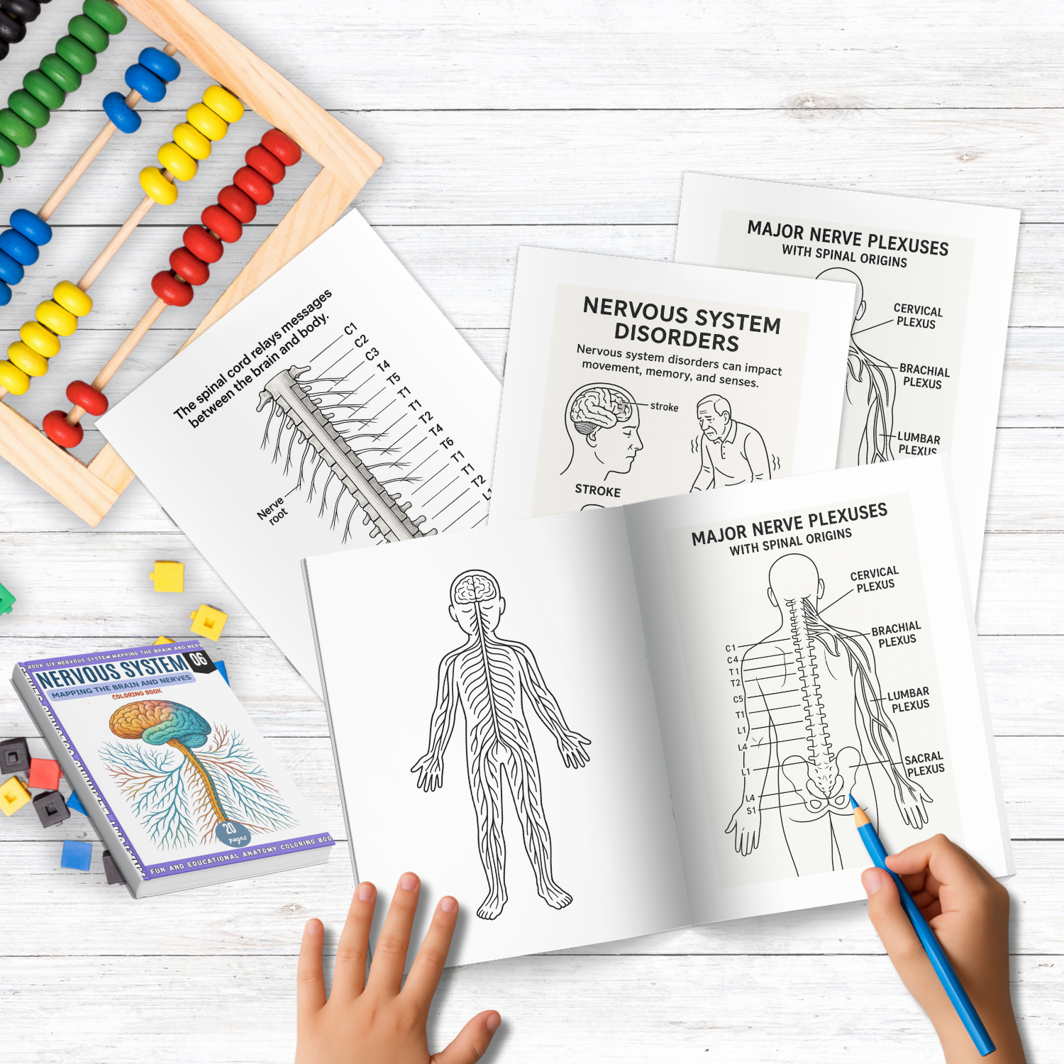 anatomy: nervous system coloring book: explore the brain anatomy: nervous system coloring book: explore the brain
