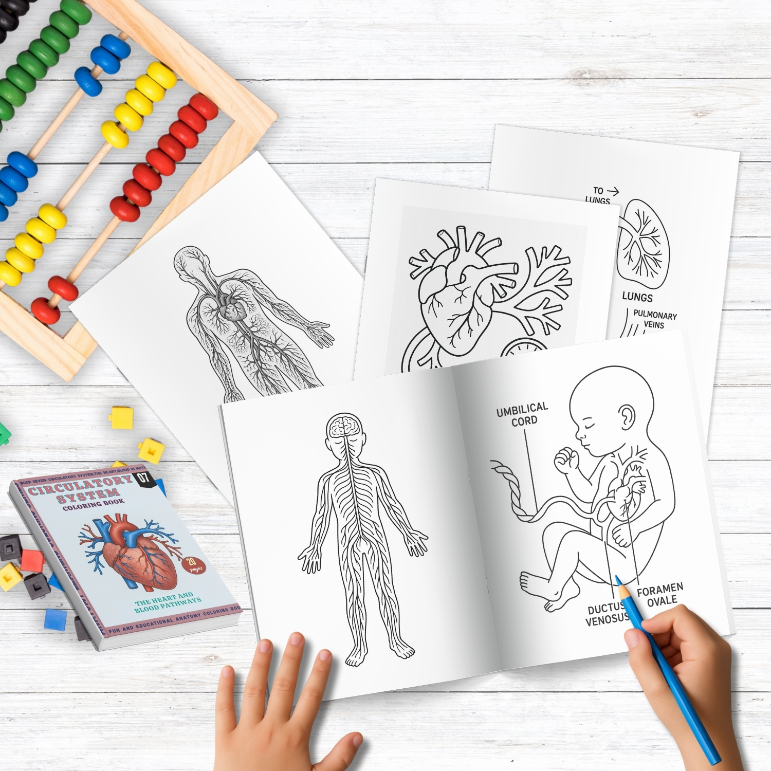 anatomy: circulatory system coloring book: explore, learn.. anatomy: circulatory system coloring book: explore, learn..