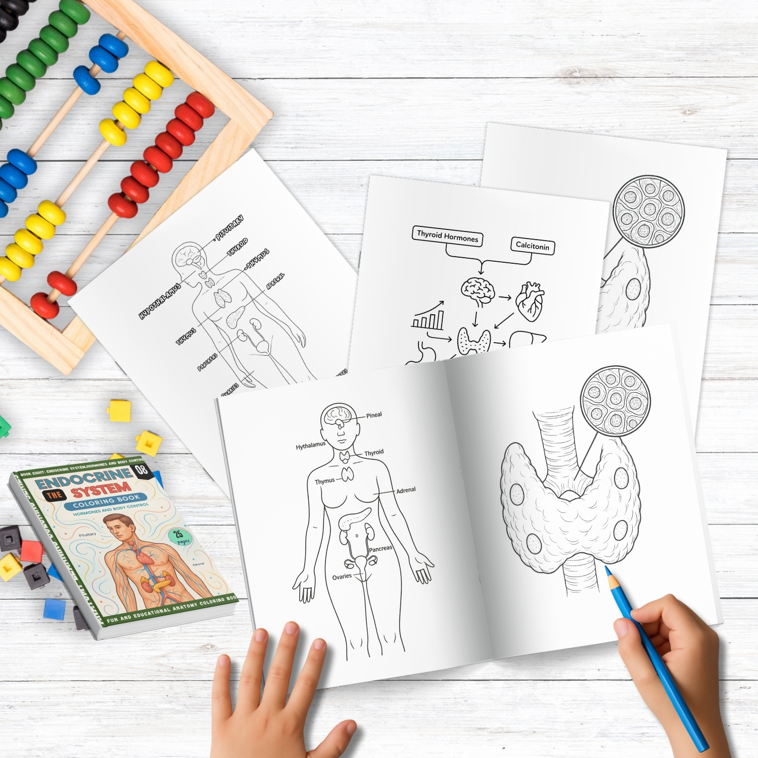 anatomy: endocrine system coloring book for adults anatomy: endocrine system coloring book for adults