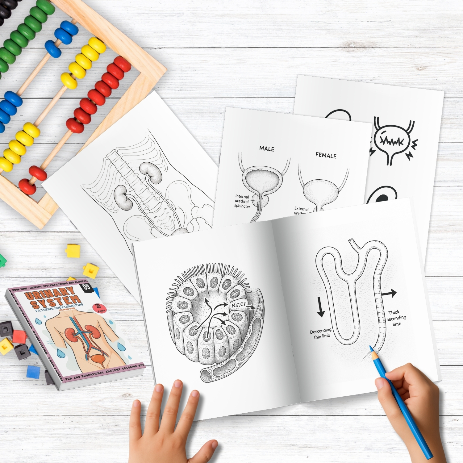 urinary system coloring book for adults urinary system coloring book for adults